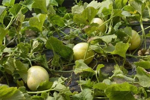 香瓜弟弟今日吃瓜图片,趣味瞬间尽收眼底