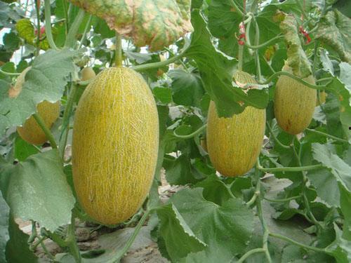 热门哈密瓜种植方法视频,热门视频揭秘高效种植技巧