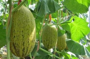 热门哈密瓜种植方法视频,热门视频揭秘高效种植技巧