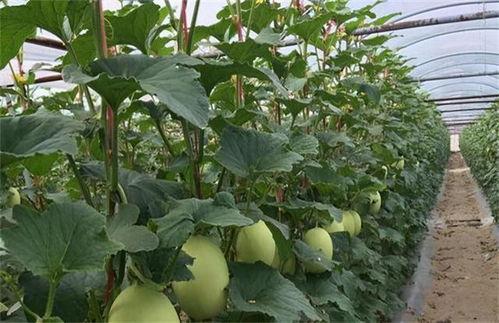 热门哈密瓜种植方法视频,热门视频揭秘高效种植技巧