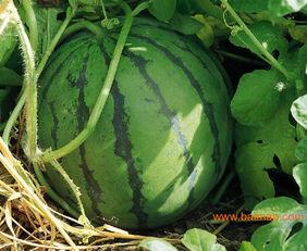 大连角瓜批发今日价格,行情波动，价格走势分析”