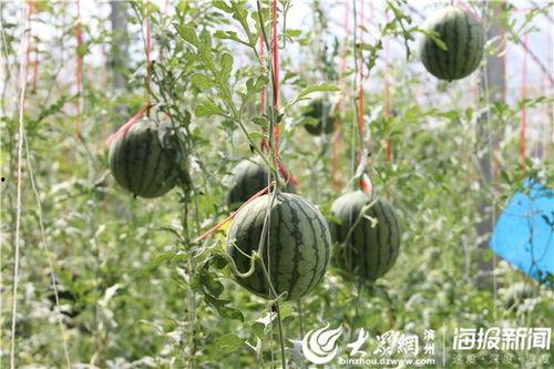 五一今日吃瓜事件视频,揭秘网络热议背后的真相