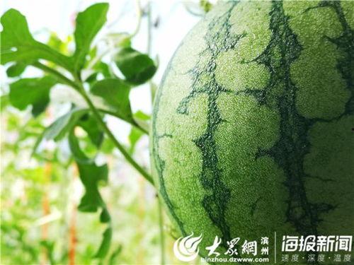 五一今日吃瓜事件视频,揭秘网络热议背后的真相