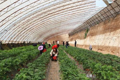 瓜园今日新闻最新,揭秘瓜农致富新路径，科技赋能助力乡村振兴