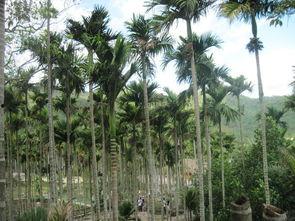 三亚热门大瓜,揭秘热门大瓜背后的真相与争议