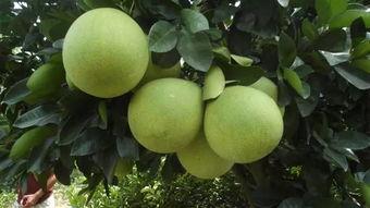 永嘉蒲瓜今日头条,探寻当地特色农产品，品味田园生活新风尚