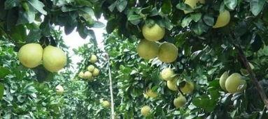 永嘉蒲瓜今日头条,探寻当地特色农产品，品味田园生活新风尚