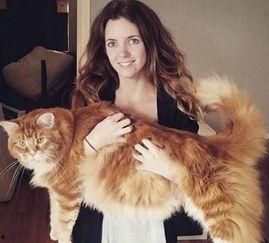 明星网红悼念胖猫,共缅怀胖猫离世