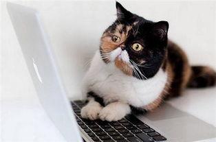 明星网红悼念胖猫,共缅怀胖猫离世