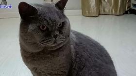 51今日吃瓜胖猫,胖猫带你领略趣味生活瞬间