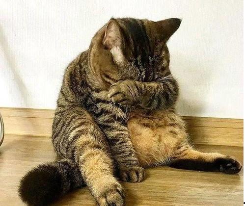 51今日吃瓜胖猫,胖猫带你领略趣味生活瞬间