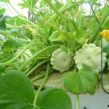 飞瓜热门,揭秘短视频平台热门内容背后的秘密