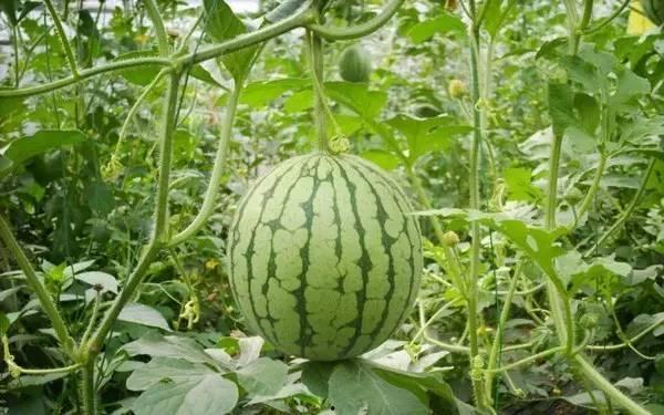 2025热门吃瓜事件,2025年度十大热门吃瓜事件大盘点