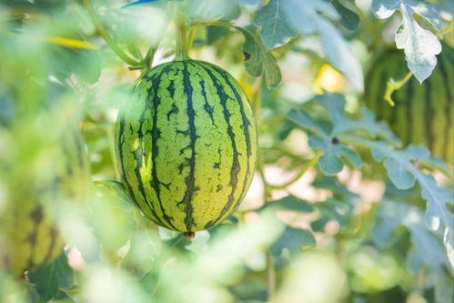 黑吃瓜地址,一场网络世界的暗流涌动