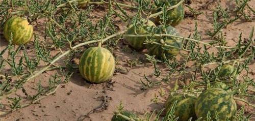 摘瓜的热门文案短句搞笑,笑果连连，瓜语连篇