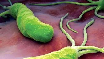 黑籽瓜治胃病吗怎么吃,天然胃病良药，食用方法大揭秘