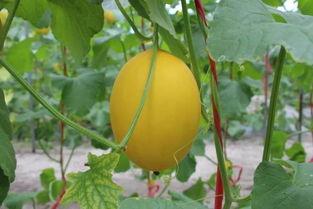 虎头蜜瓜上热门,甜蜜诱惑，瓜界新宠