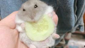 仓鼠可以吃黑瓜吗视频,揭秘黑瓜在仓鼠饮食中的地位