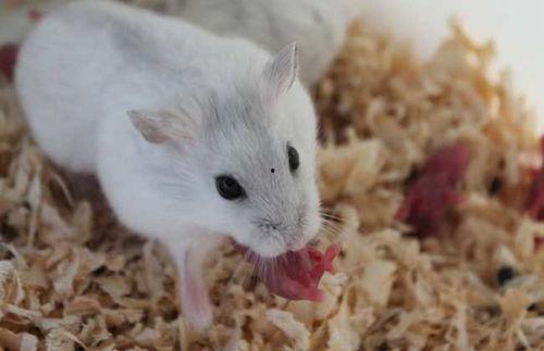 仓鼠可以吃黑瓜吗视频,揭秘黑瓜在仓鼠饮食中的地位