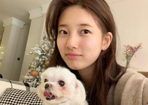 犬系明星网红排名,盘点最受欢迎的犬系明星