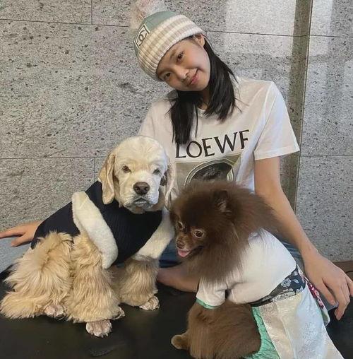 犬系明星网红排名,盘点最受欢迎的犬系明星