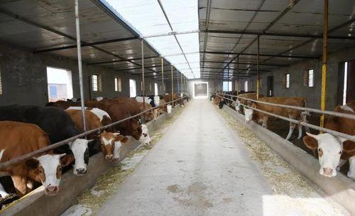 瓜州县今日猪价多少,行情稳定，养殖户信心增强