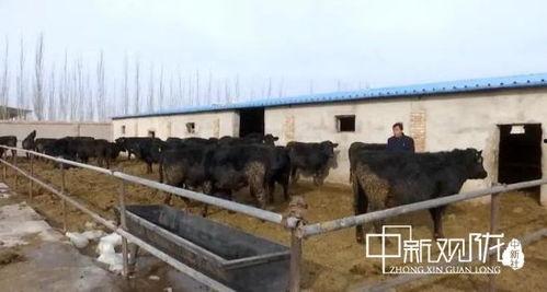 瓜州县今日猪价多少,行情稳定，养殖户信心增强