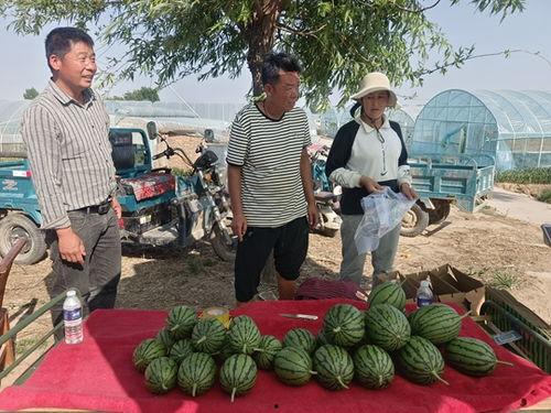 陕西小吊瓜今日价格,价格行情一览”