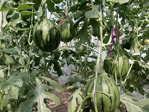 陕西小吊瓜今日价格,价格行情一览”