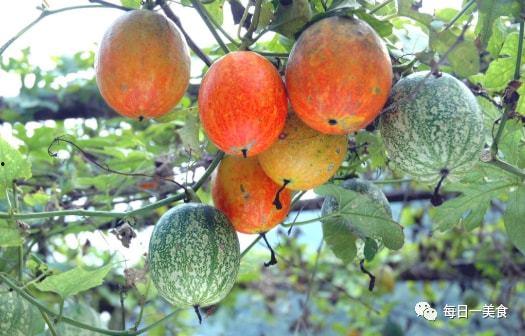 昌乐吊瓜今日价格查询,市场行情实时更新