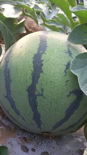 昌乐吊瓜今日价格查询,市场行情实时更新