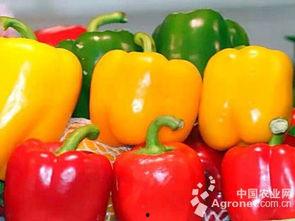 彩椒水果明星网红,网红界的璀璨明珠