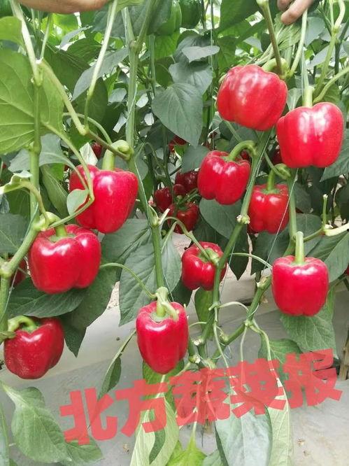 彩椒水果明星网红,网红界的璀璨明珠