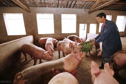 瓜牛哥生猪今日价格,市场动态一览”