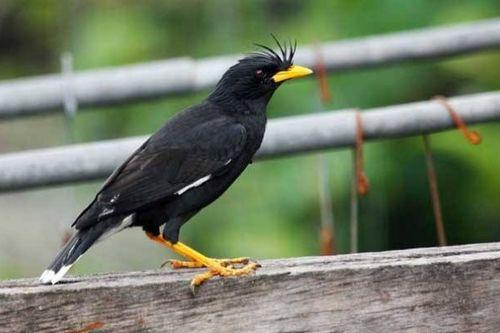 八哥爆料吃瓜是真的吗,吃瓜真相揭秘，是真是假一探究竟