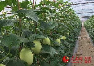 哈密瓜种植热门,热门品种与高效栽培技巧揭秘