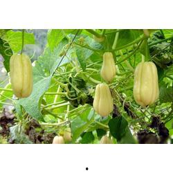 形容佛手瓜热门的句子,火爆一时的健康美食新宠