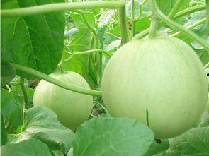 吃瓜黑科管的作品,一场科技与娱乐的跨界盛宴