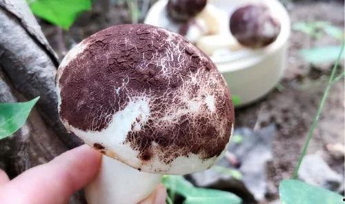 吃瓜黑料爆料蘑菇视频,揭秘娱乐圈吃瓜黑料背后的真相