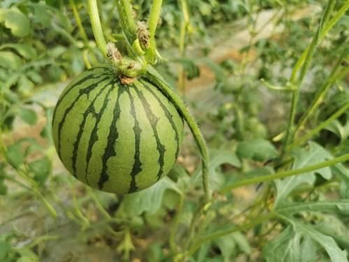 商河吃瓜黑料事件真相,揭开真相背后的真相