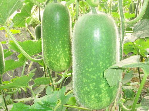 51cg热门大瓜ios,热门大瓜iOS版幕后故事