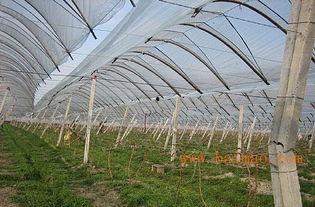 今日大棚小瓜价格多少,市民购买更实惠