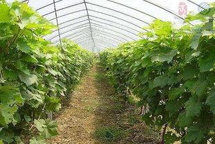 今日大棚小瓜价格多少,市民购买更实惠