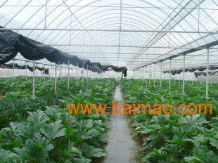 今日大棚小瓜价格多少,市民购买更实惠