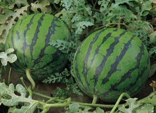 圆的网纹瓜今日价格,圆的网纹瓜今日行情一览