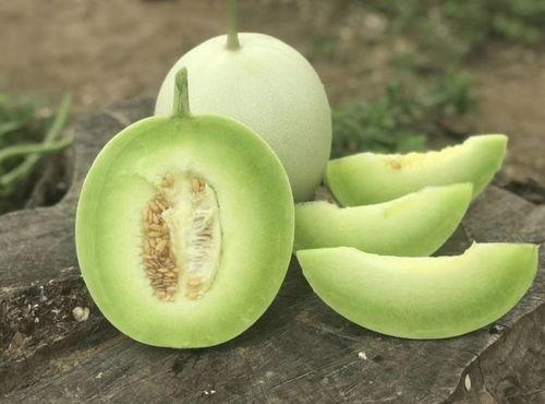 海南玉菇瓜今日行情,丰收季里的价格波动与市场动态