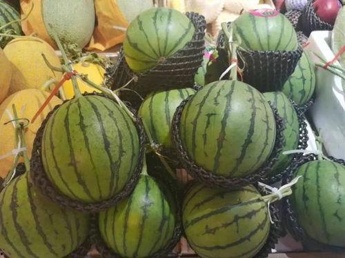 海南玉菇瓜今日行情,丰收季里的价格波动与市场动态