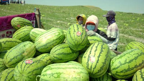 中卫硒砂瓜今日行情,品质瓜果价格走俏，硒元素助力健康市场