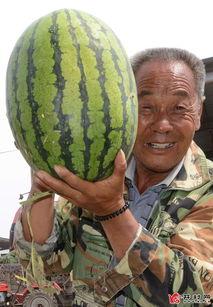 在哪里吃热门瓜好吃又便宜,热门瓜果的平价美味聚集地