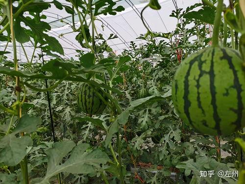 礼品小吊瓜今日价格,品味健康，尽享优惠时光”